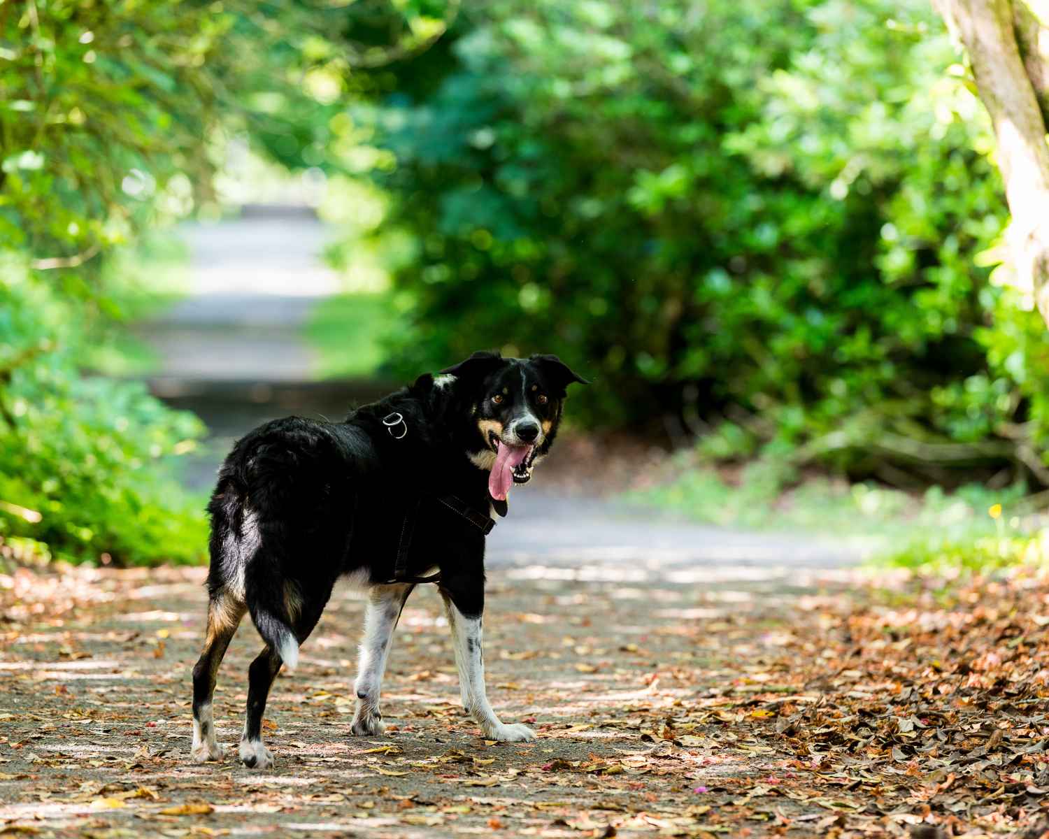Photograph taken at Craig-y-Nos Country Park