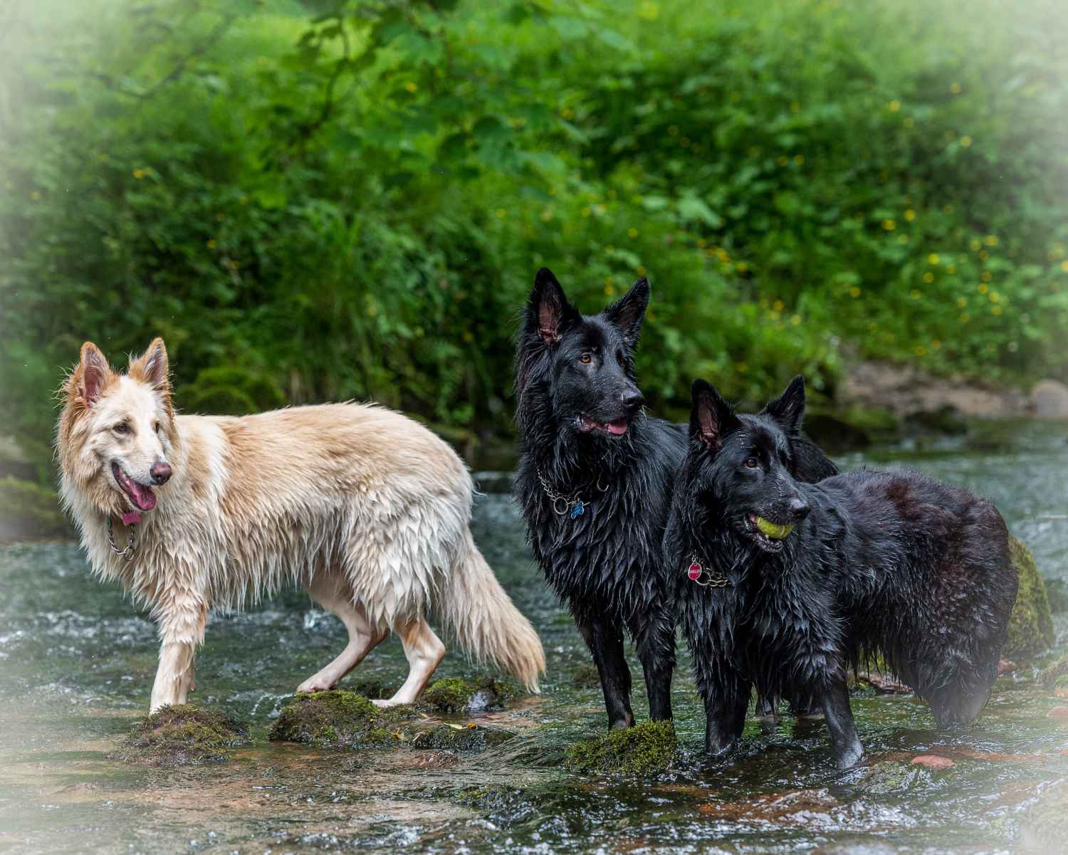 Photograph taken at Craig-y-Nos Country Park